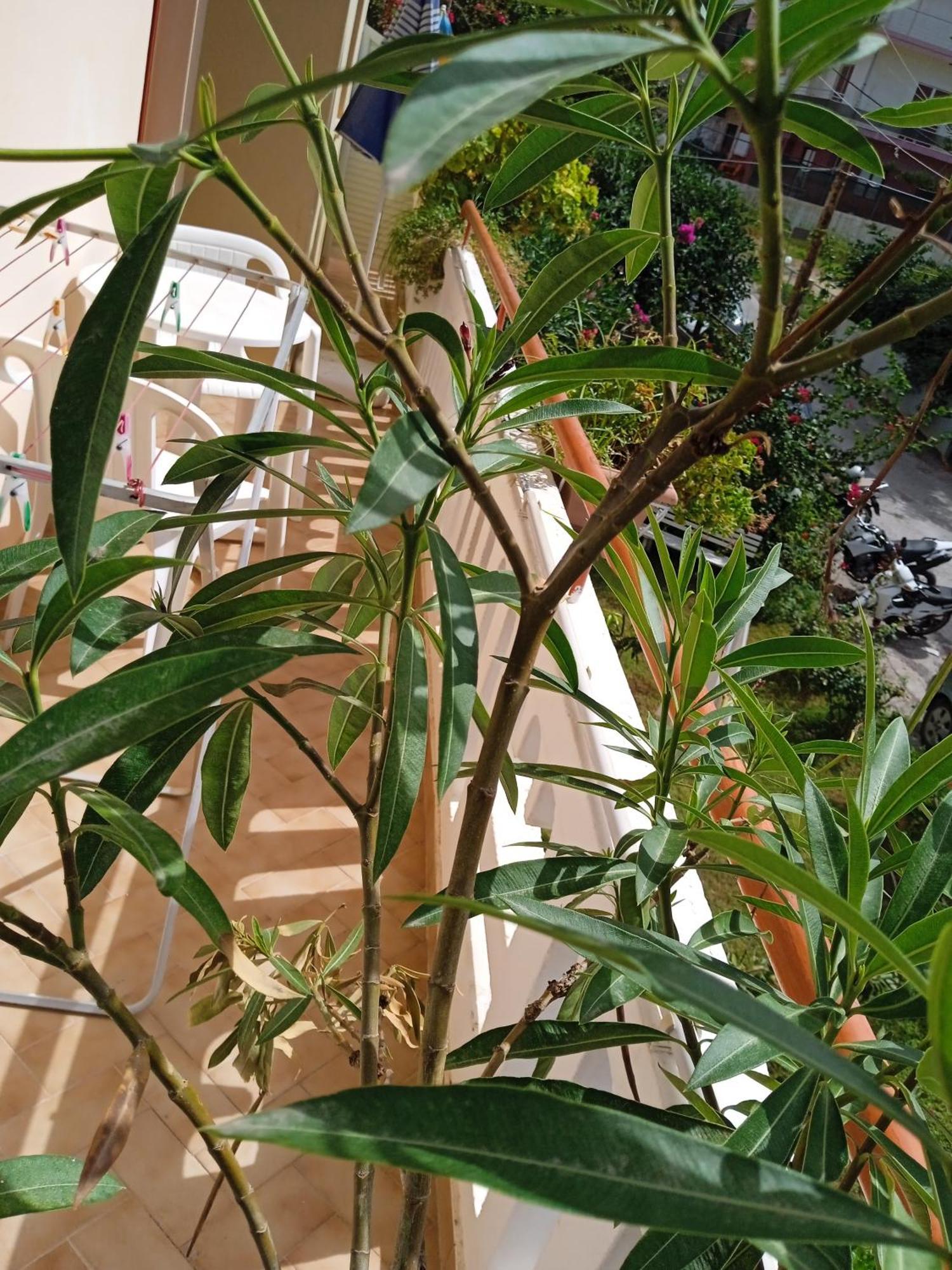 Ilona Apartments Chania Kato Daratso Værelse billede
