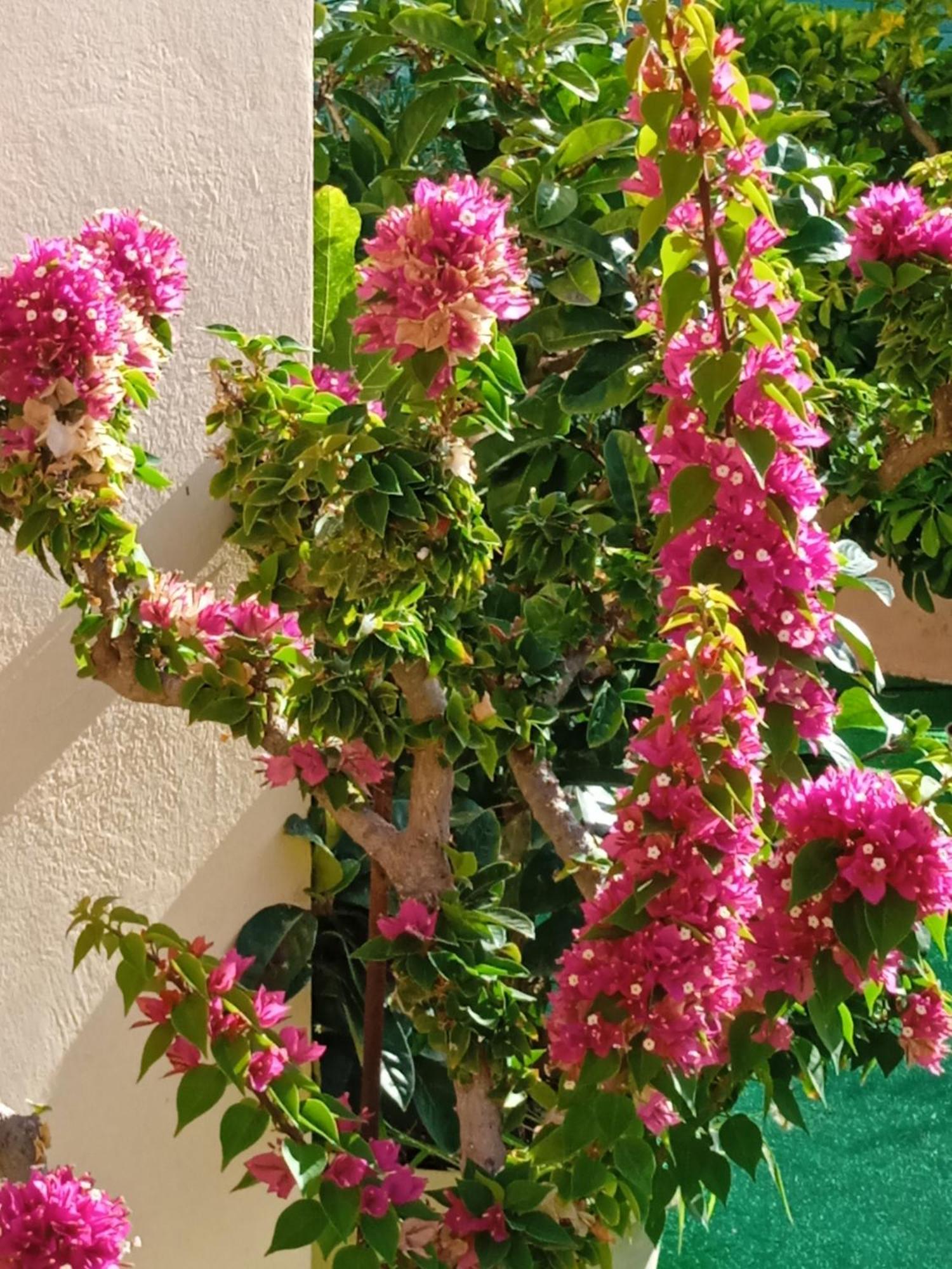 Ilona Apartments Chania Kato Daratso Værelse billede